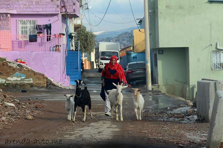 Козы в центре Измира Козы в центре Измира